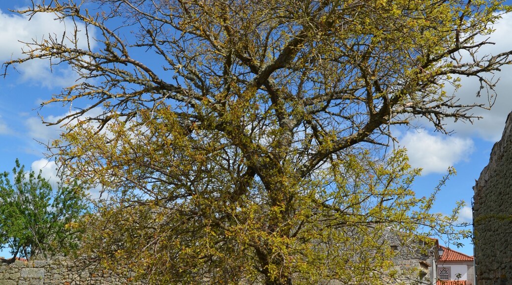 Rising from the ruins