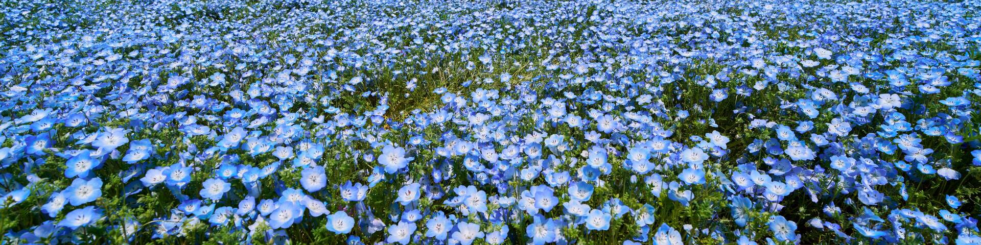 Nemophila Hill in Full Bloom at Hitachi Seaside Park – A Sea of Blue Under the Spring Sky