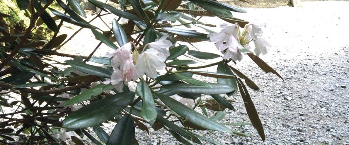 beautiful small shrine