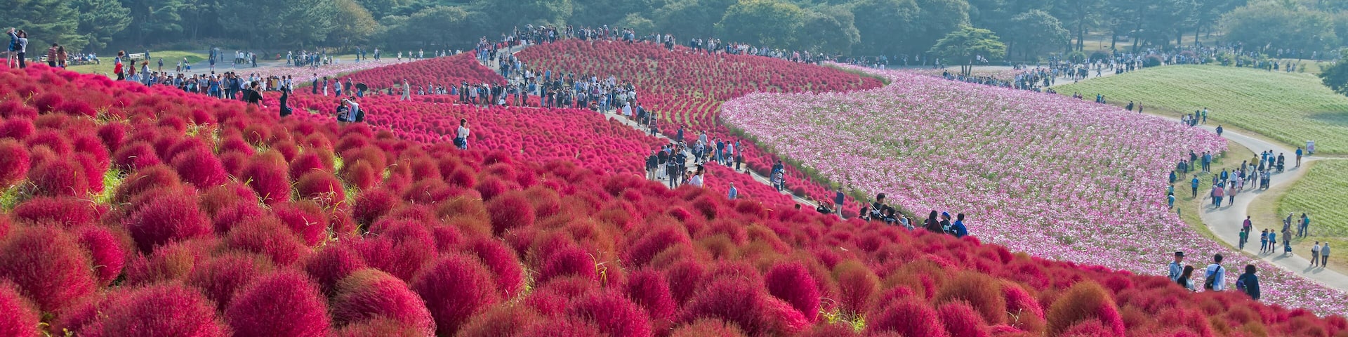 Kochia and flower field at Hitachi seaside park, Ibaraki, Japan.