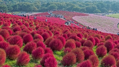 Kochia and flower field at Hitachi seaside park, Ibaraki, Japan.