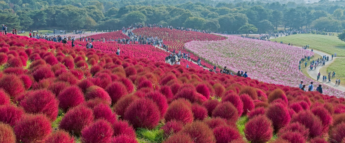 A hillside covered with vibrant red plants, a winding path, and a crowd of people.