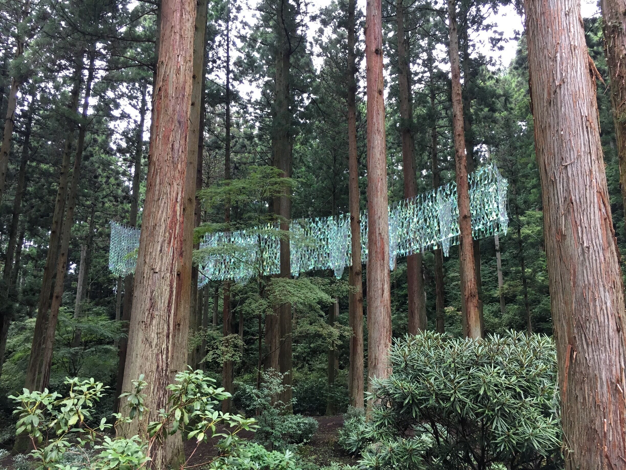 Mirage in the forest.