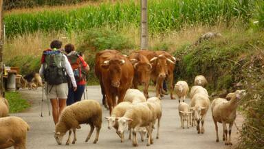 Un camino rural con una manada de ganado vacuno y ovejas, una persona con una mochila y un perro.