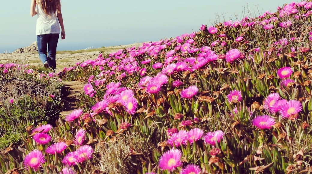 Beautiful, isn't it?
#hiking #flowers #spring #spain
