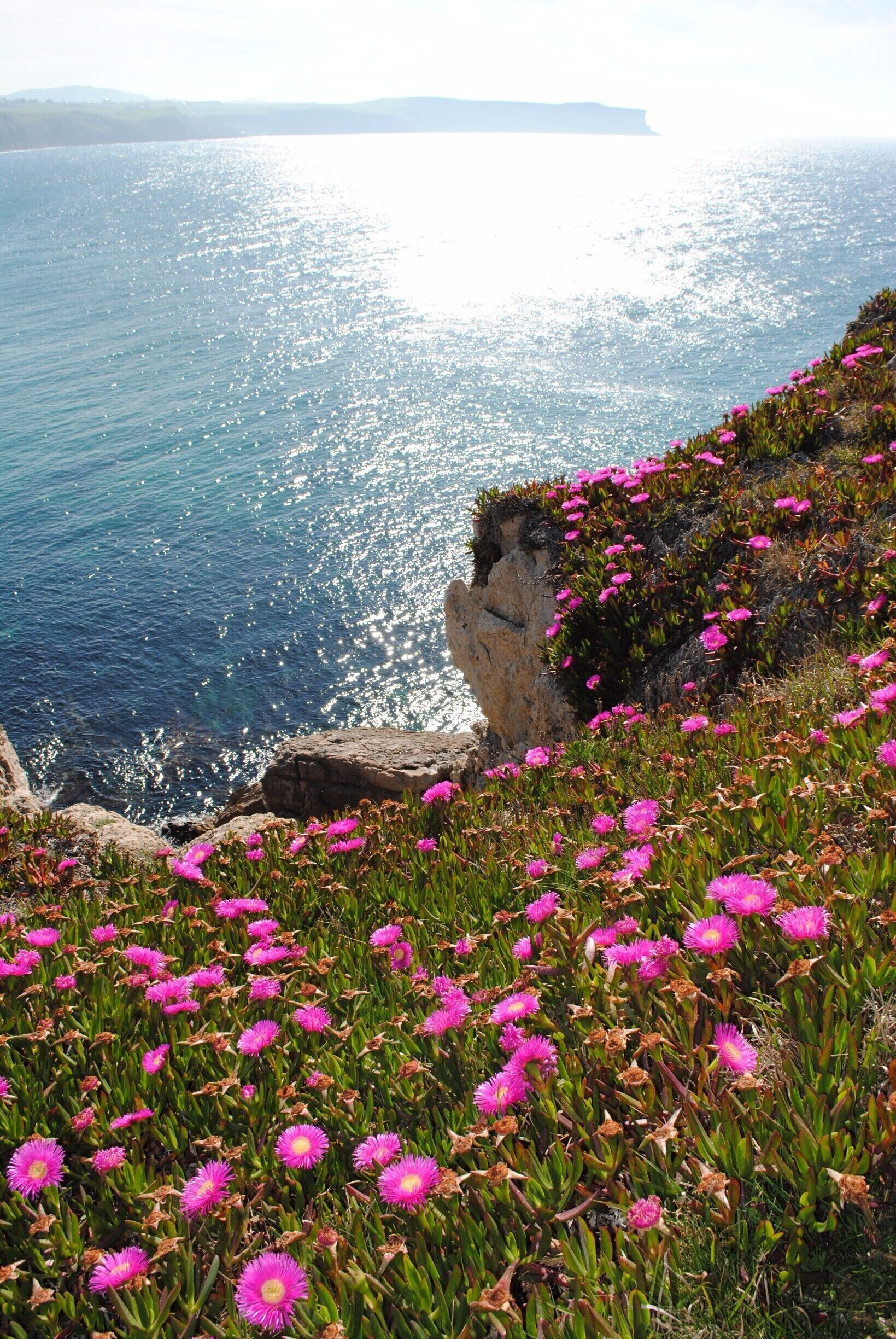 My favourite place on earth!

#spring #flowers #sea #north #spain 