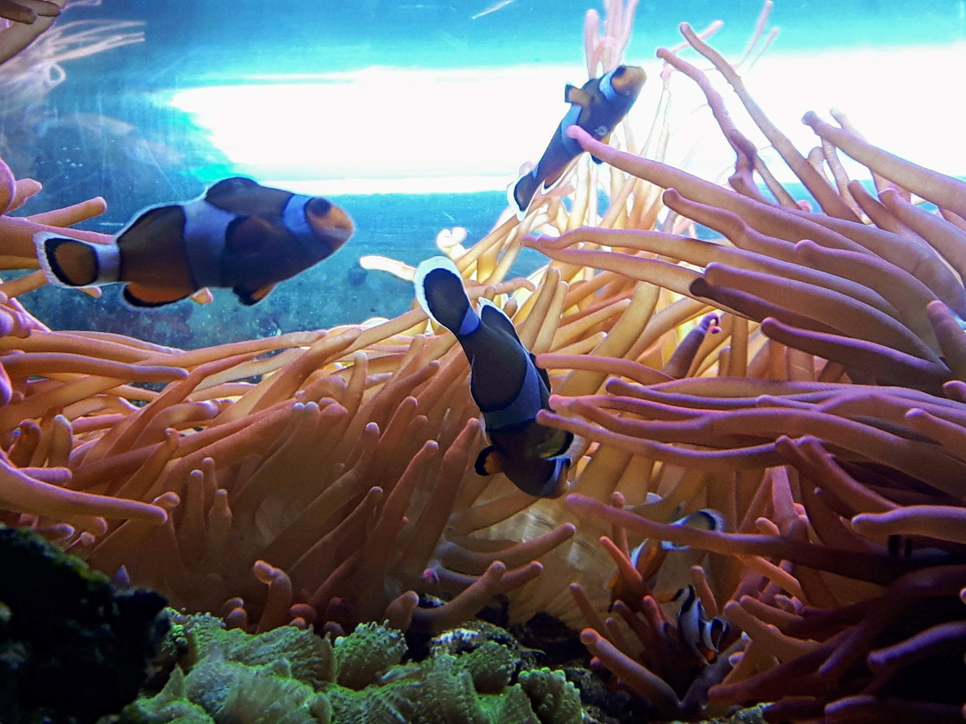 Brighton Aquarium is the second oldest still operating, after the aquarium opened at Arcachon, France