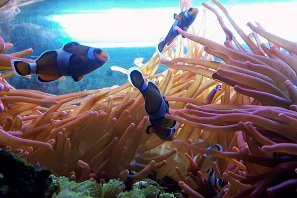 Brighton Aquarium is the second oldest still operating, after the aquarium opened at Arcachon, France