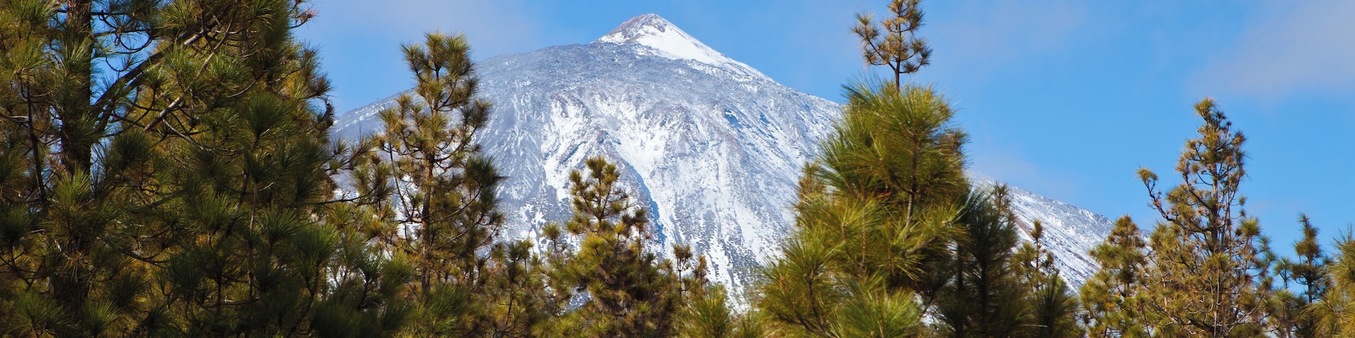 Una montaña nevada con pinos en primer plano.
