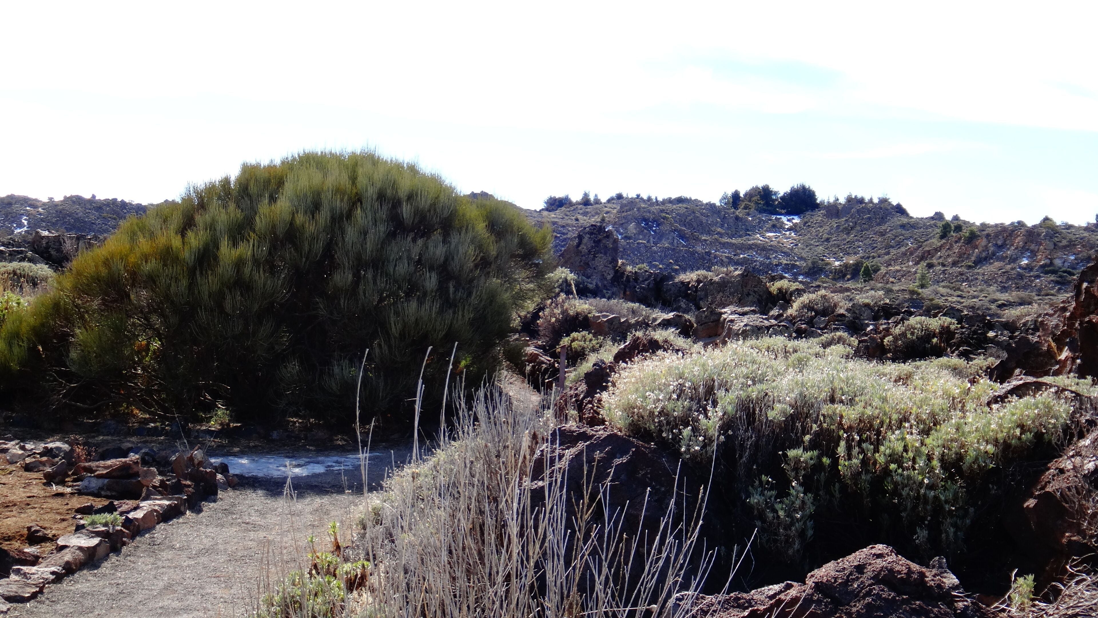 Los Realejos, Santa Cruz de Tenerife, Spain