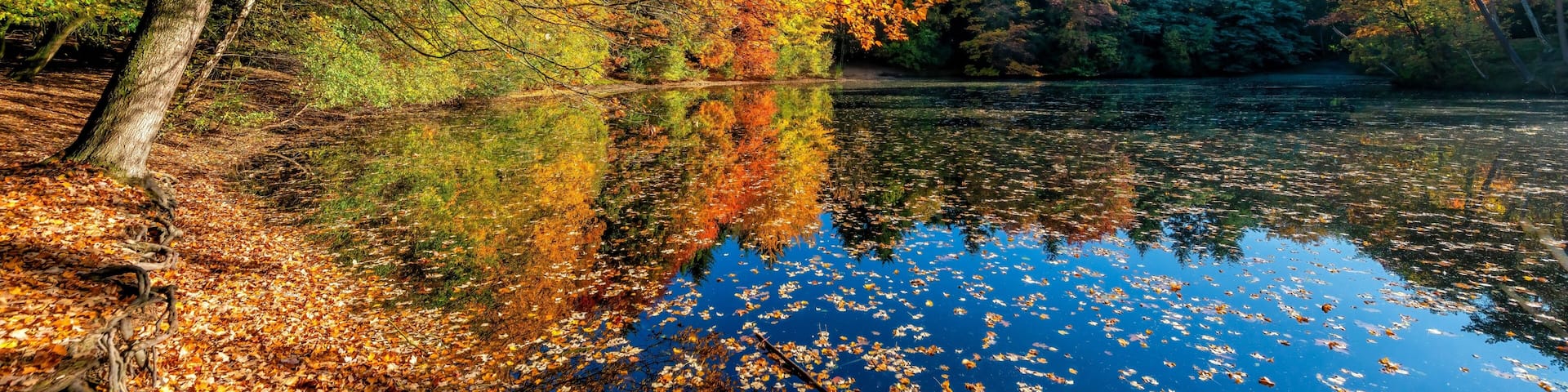 view of Wandelbos Park in Tilburg, Netherlands with autumnal lush greenery reflecting in a pond