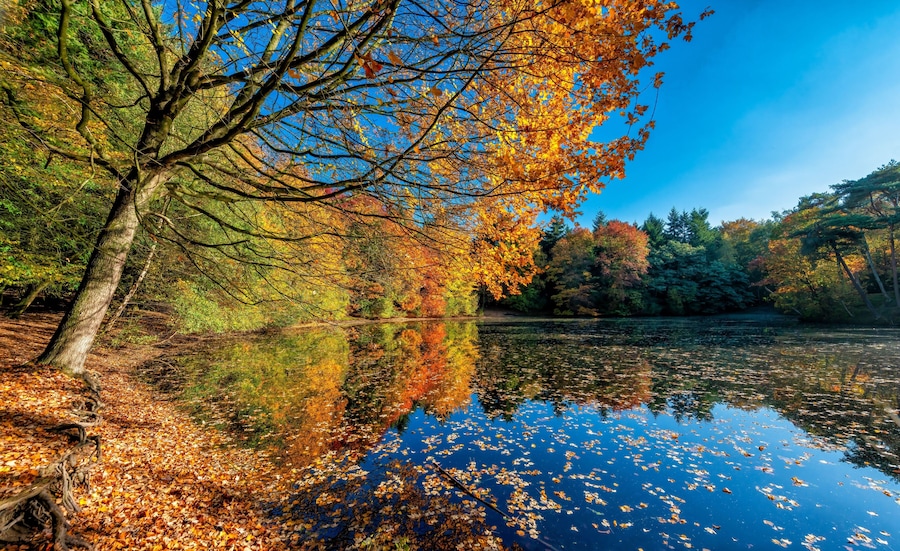 view of Wandelbos Park in Tilburg, Netherlands with autumnal lush greenery reflecting in a pond