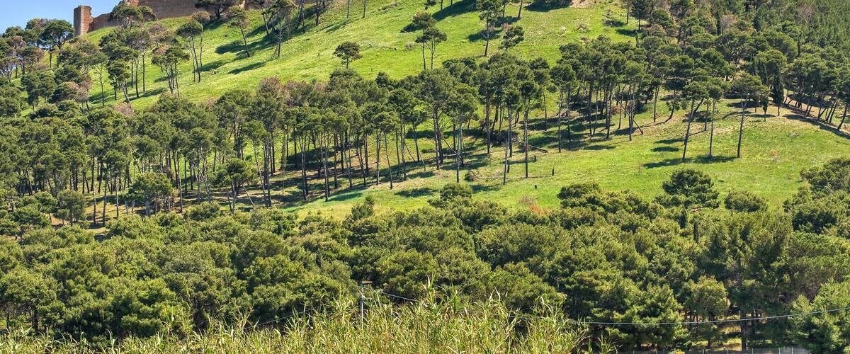 A hill with a historical fortification on top, surrounded by dense green trees.