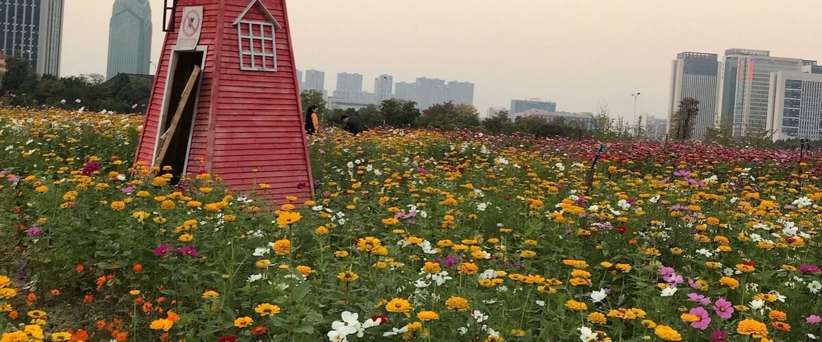 A red windmill-like structure amidst a field of colorful flowers, with tall buildings in the background.