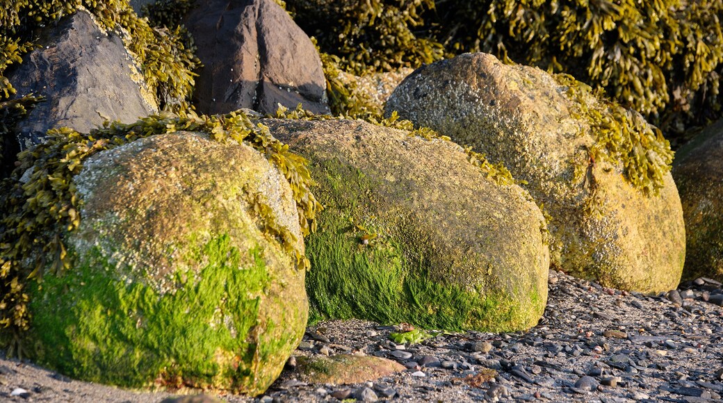 Seaweed and kelp grow on large rocks as seen at low tide on a casco bay beach in Maine