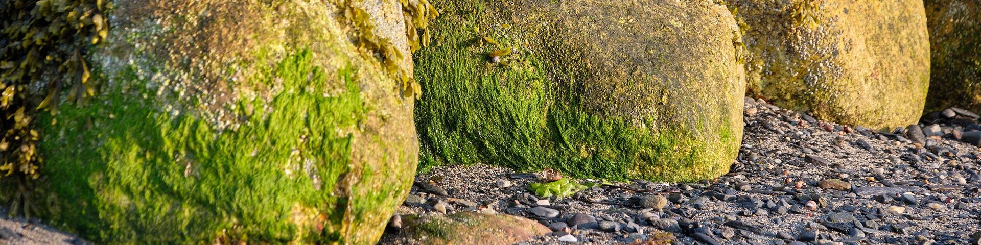 Seaweed and kelp grow on large rocks as seen at low tide on a casco bay beach in Maine
