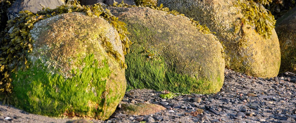 Large rocks covered with green seaweed.