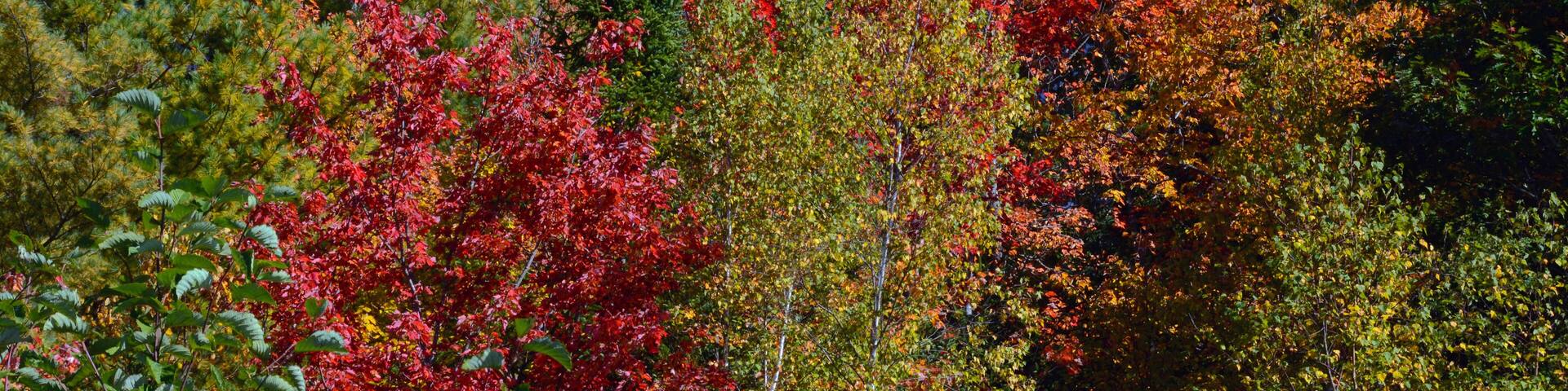 Autumn trees, Perimeter Trail, Bradley Farm Preserve, Topsham, Maine, USA