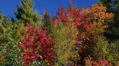 Autumn trees, Perimeter Trail, Bradley Farm Preserve, Topsham, Maine, USA