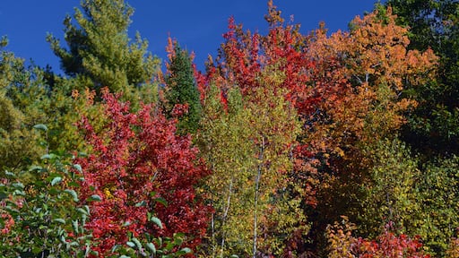 Autumn trees, Perimeter Trail, Bradley Farm Preserve, Topsham, Maine, USA