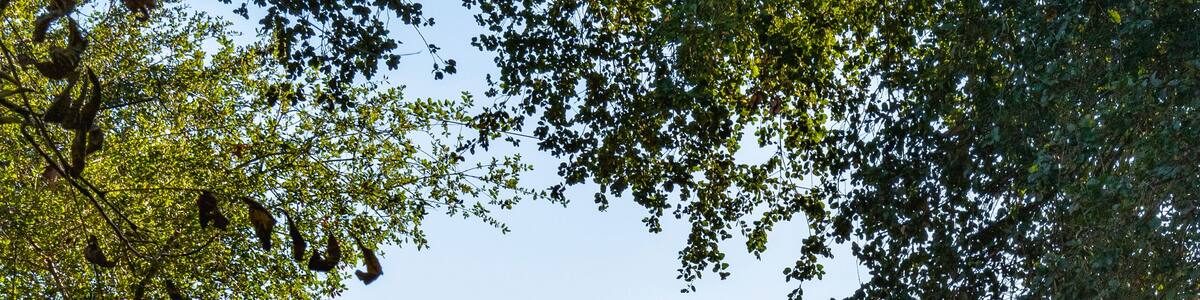 Southern California Nature Landscape Series, a wooden bridge through the forest to the mountain at San Diego National Wildlife Refuge in Jamul, USA
