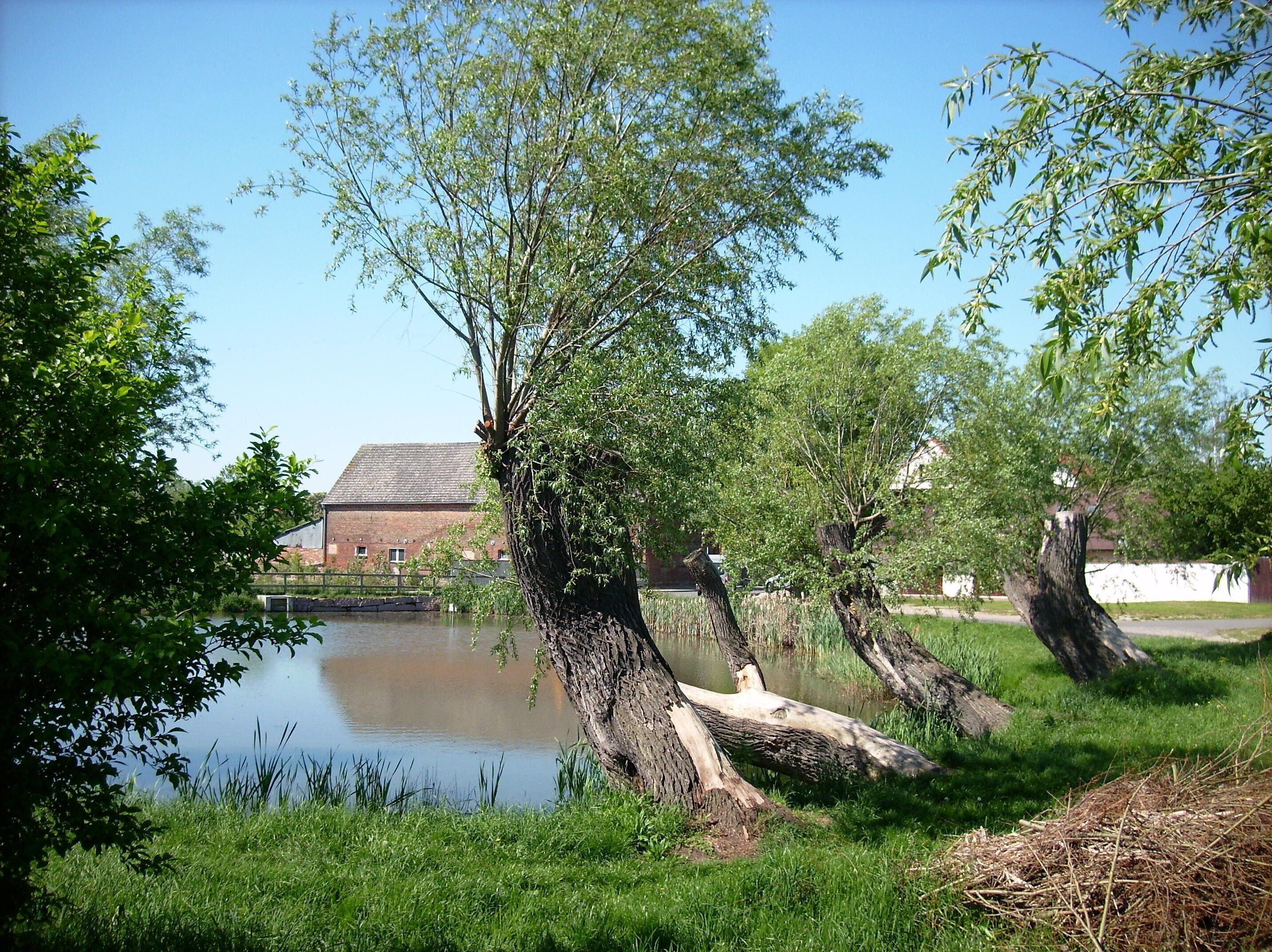 Pond at Mühlweg in Altranstädt (Markranstädt, Leipzig district, Saxony)
