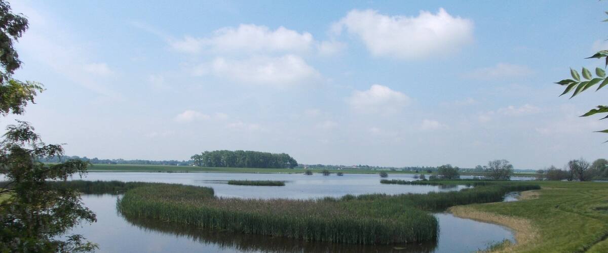 A marshland with water bodies and a distant tree line.
