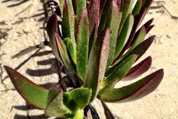 Uma planta suculenta com folhas verdes e vermelhas sobre uma superfície arenosa.