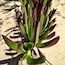 A succulent plant with green and red leaves on a sandy surface.