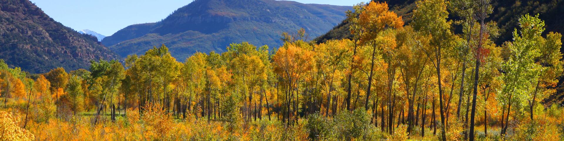 Colorful aspen trees by Gunnison river in Colorado