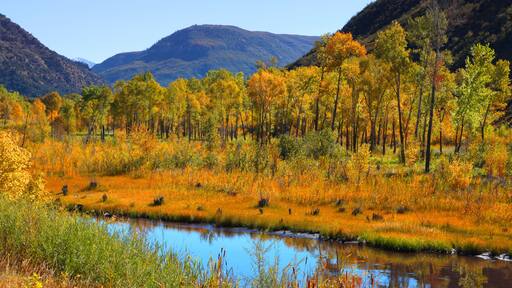 Colorful aspen trees by Gunnison river in Colorado