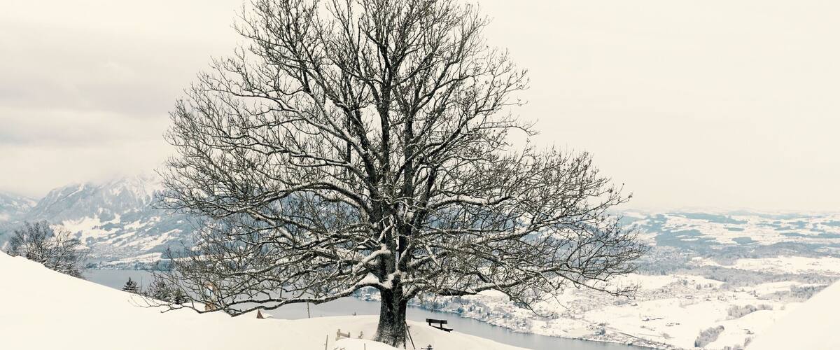 A snow-covered landscape with a prominent leafless tree in the foreground and a lake in the background.