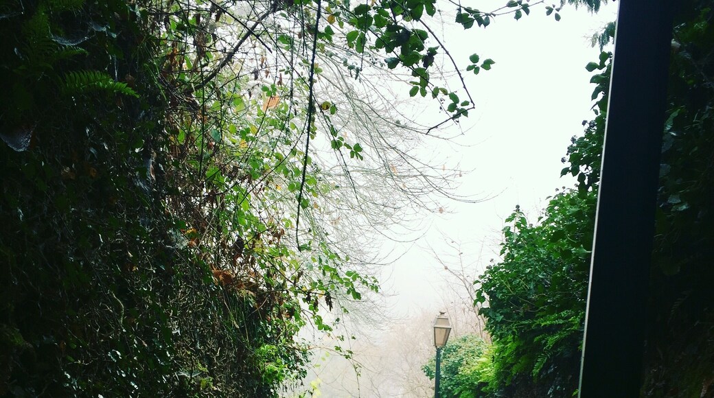 When sun goes down and Christmas lights come up... famous town in the area knew for its Christmas lights, its castle and medieval center. But what I prefer in this town is the hidden streets and stairs in misty time... magical!