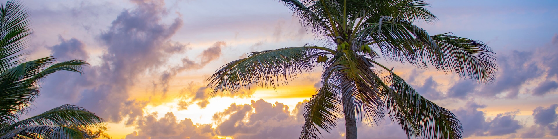 Una playa con palmeras y un atardecer sobre el océano.