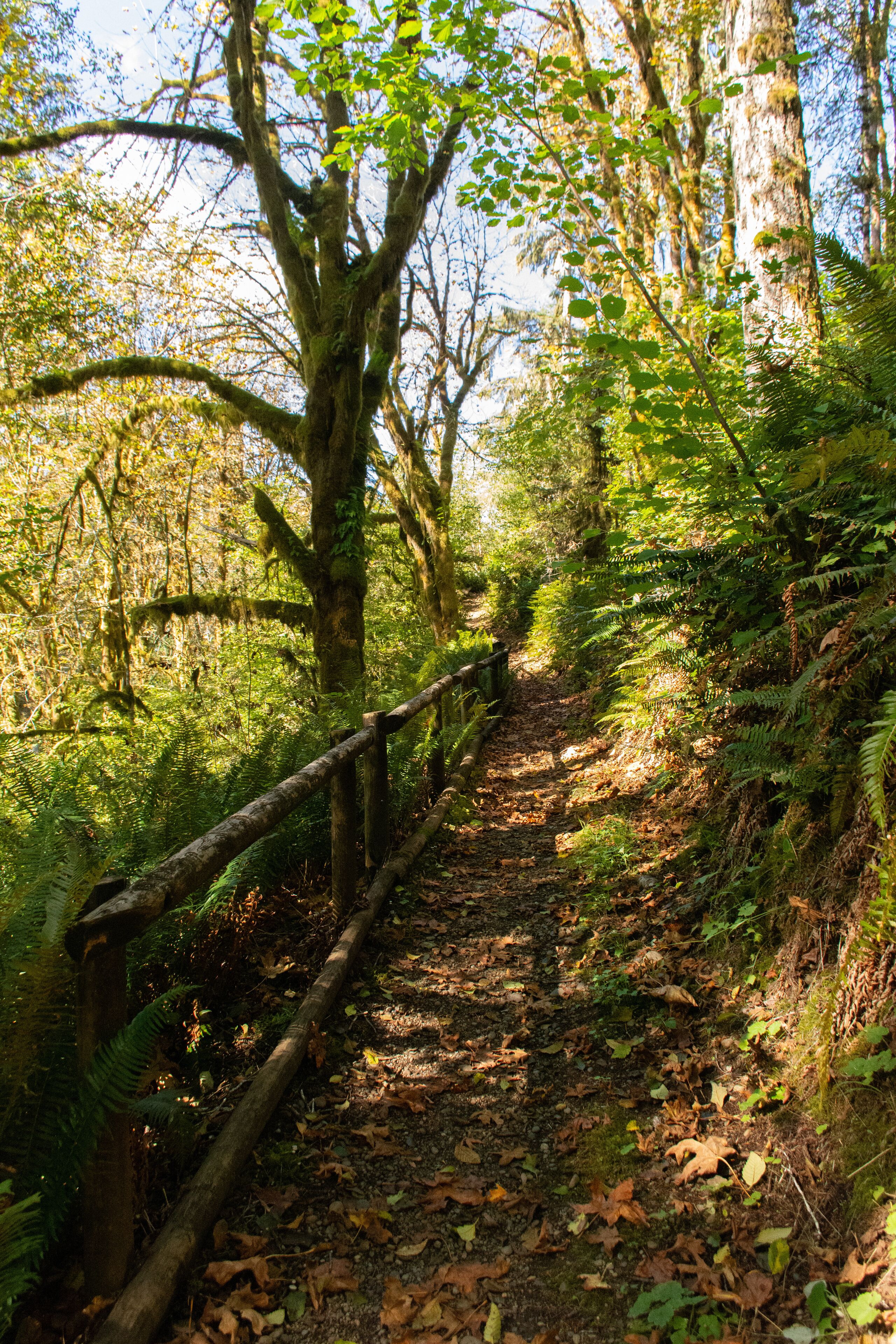 Shaded forest path with wooden railing and lush foliage
