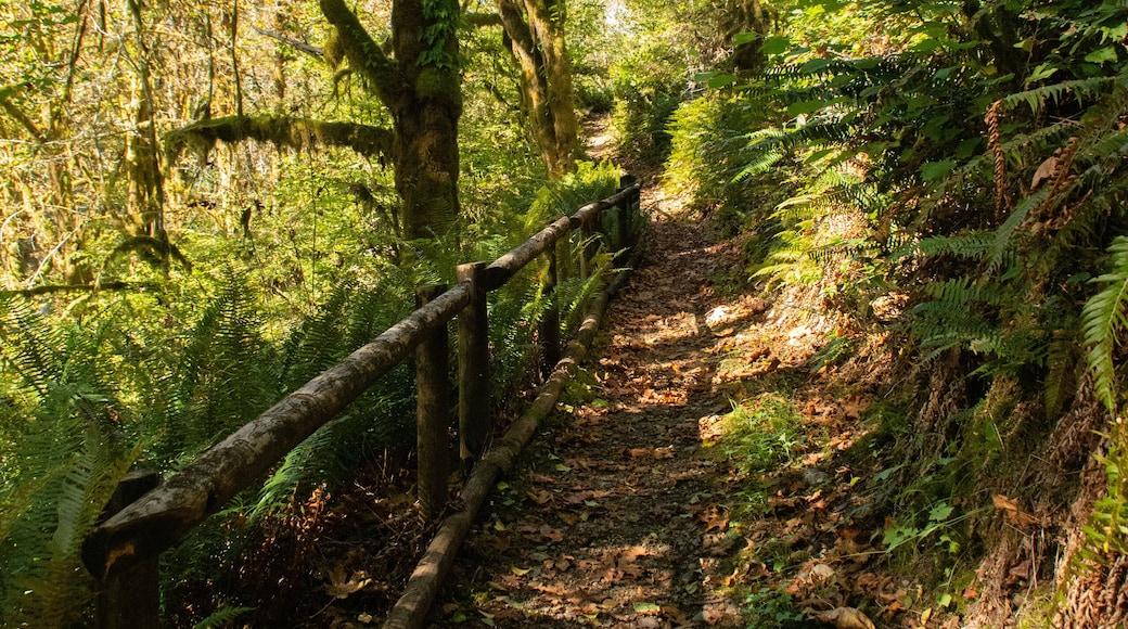Shaded forest path with wooden railing and lush foliage