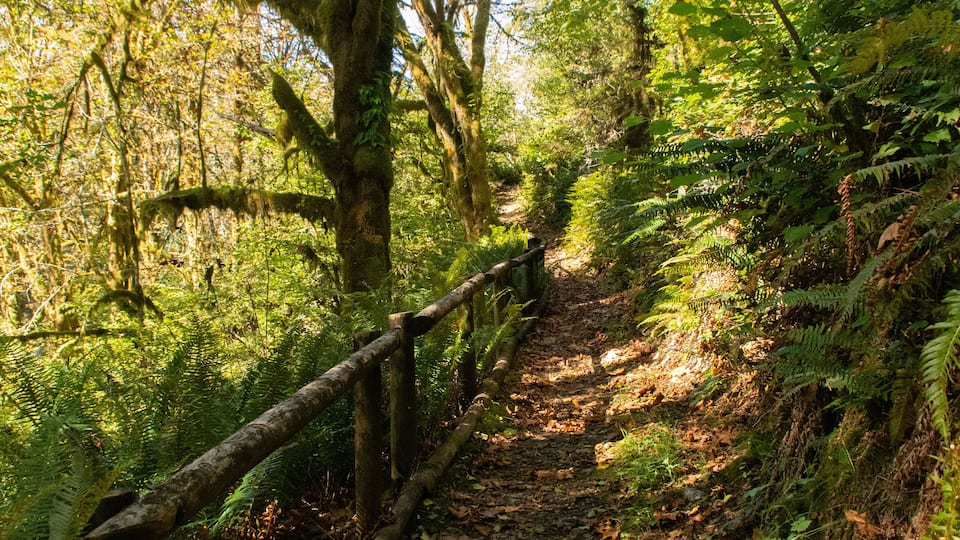 A forest trail with a wooden fence, surrounded by ferns and trees.