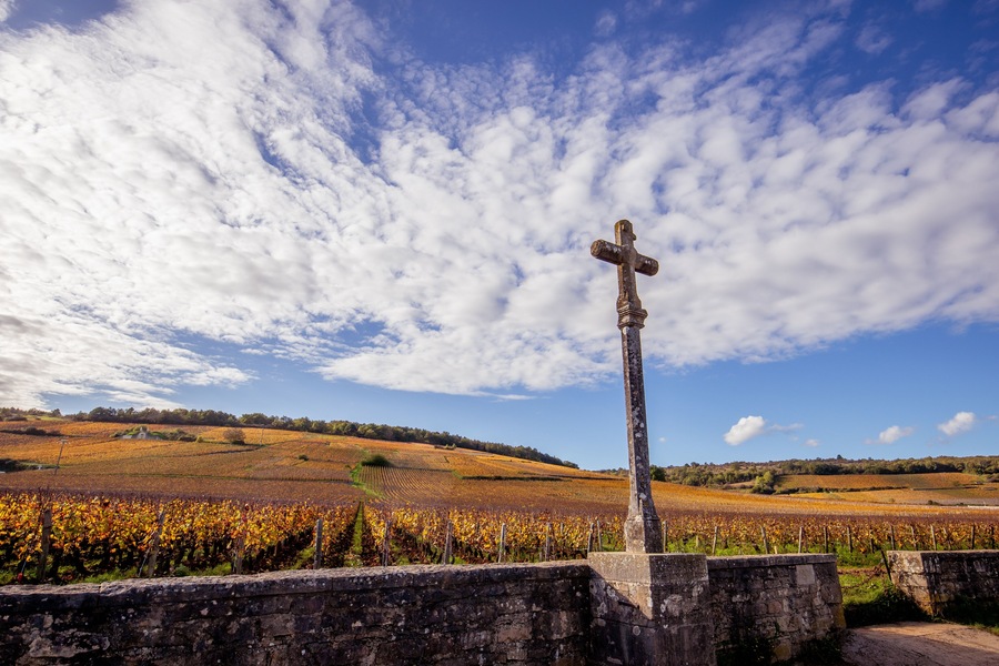 Vineyards of Romanee-conti wine, Vosne-romanee, France