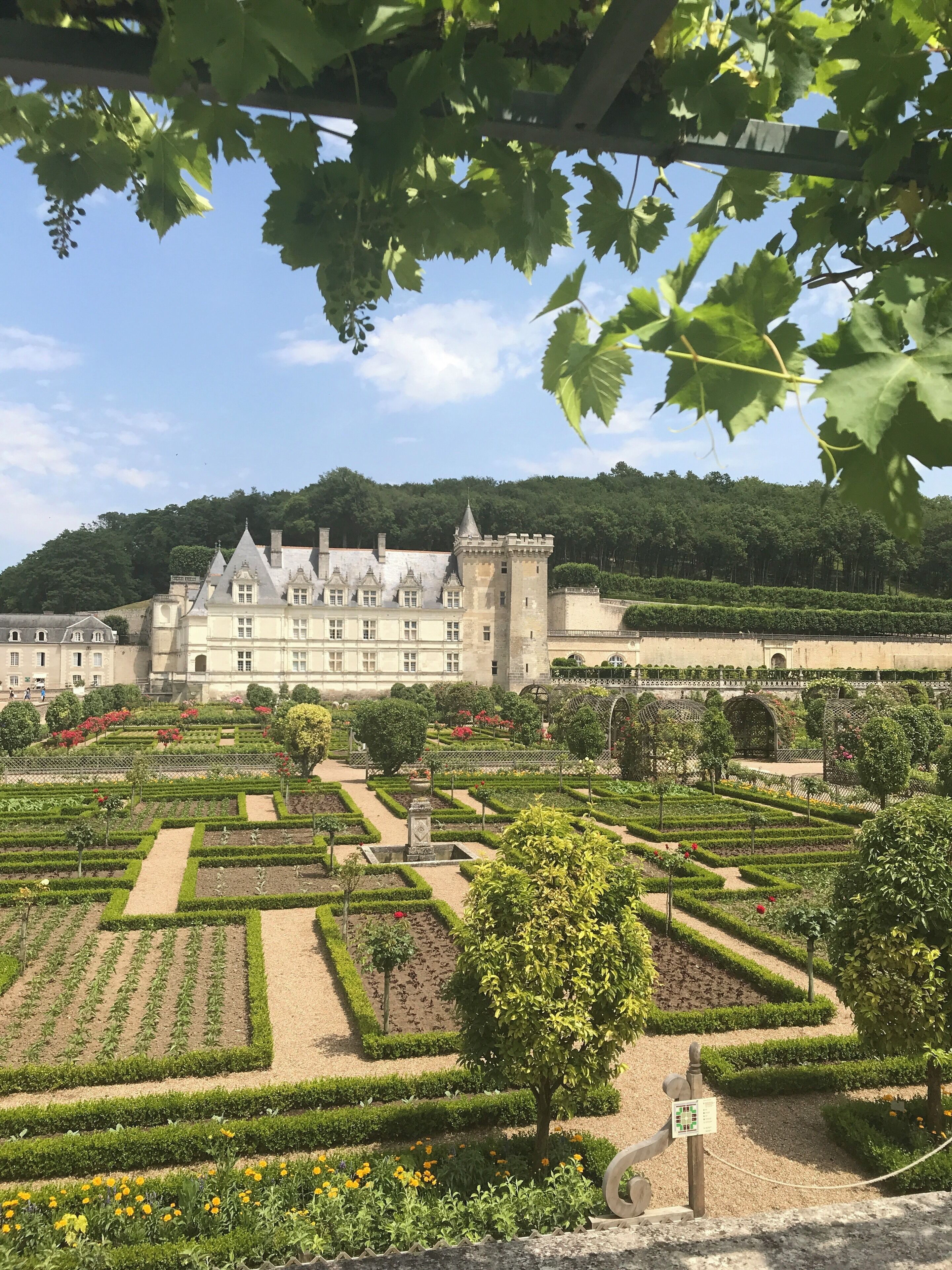The magnificent gardens & chateau de Villandry 🇫🇷