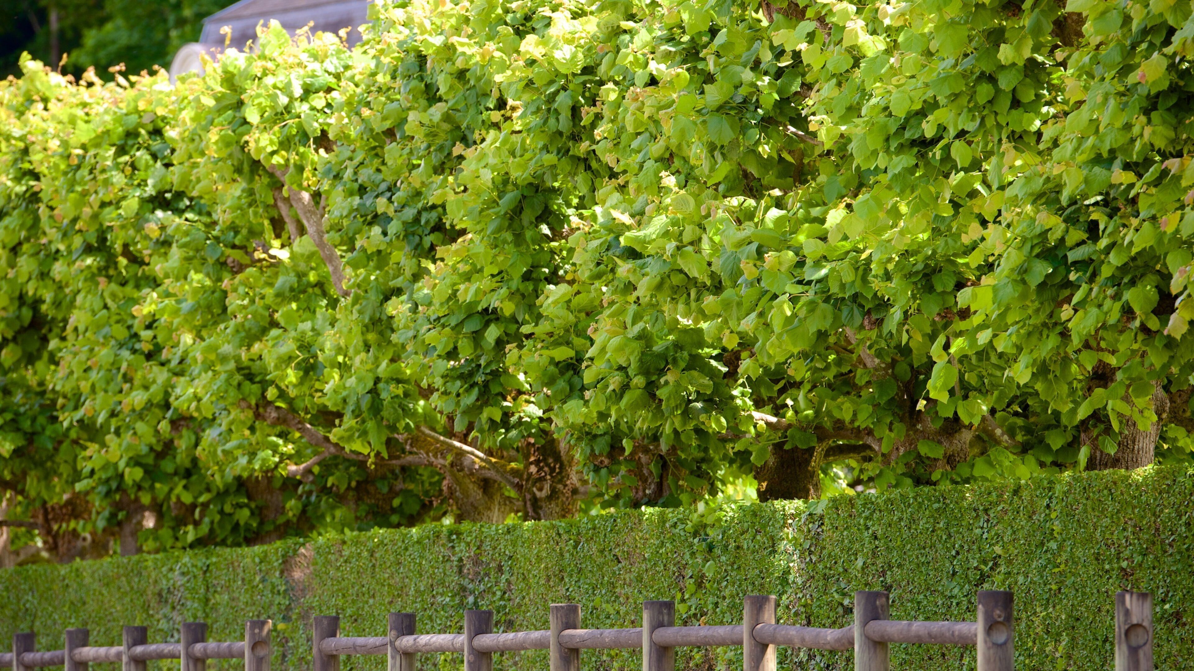 Villandry featuring a park