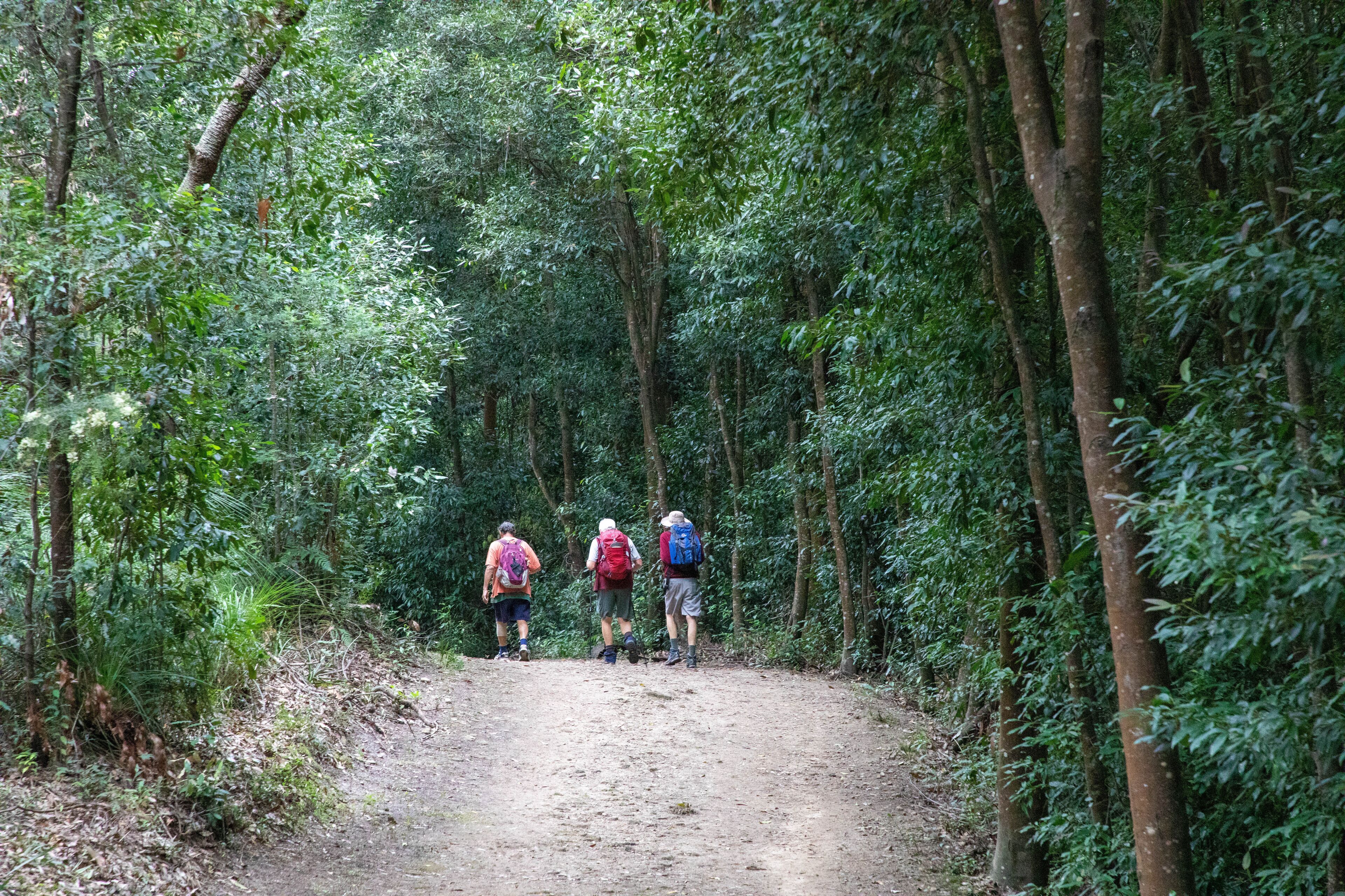Un sendero boscoso con tres excursionistas caminando alejándose.