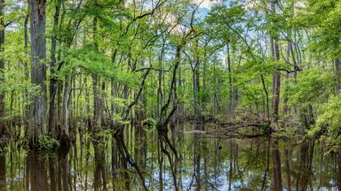 An open area of the Four Holes Swamp in South Carolina. This 17,000+ acre preserve is the largest remaining stand of virgin bald cypress/tupelo gum forest in the world.