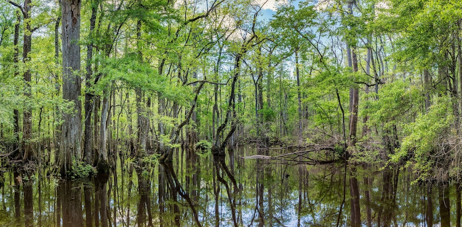 An open area of the Four Holes Swamp in South Carolina. This 17,000+ acre preserve is the largest remaining stand of virgin bald cypress/tupelo gum forest in the world.