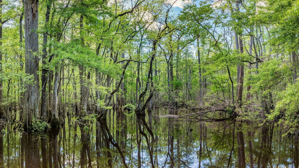 A swampy forest with tall trees and a calm water body reflecting the greenery.