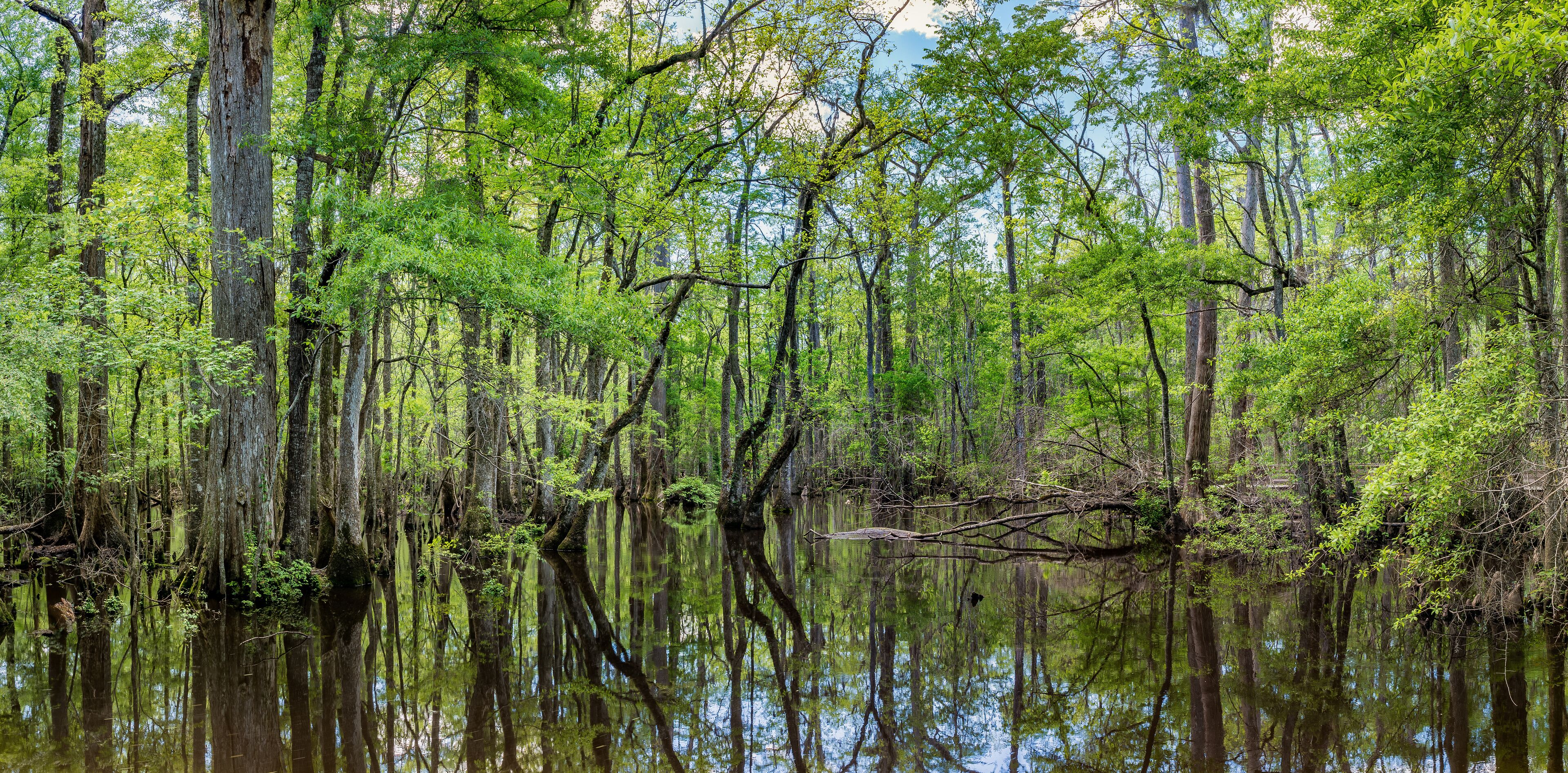 A swampy forest with tall trees and a calm water body reflecting the greenery.