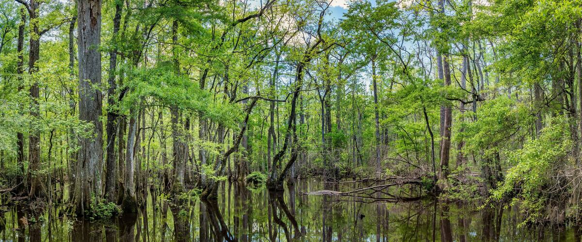 A swampy forest with tall trees and a calm water body reflecting the greenery.