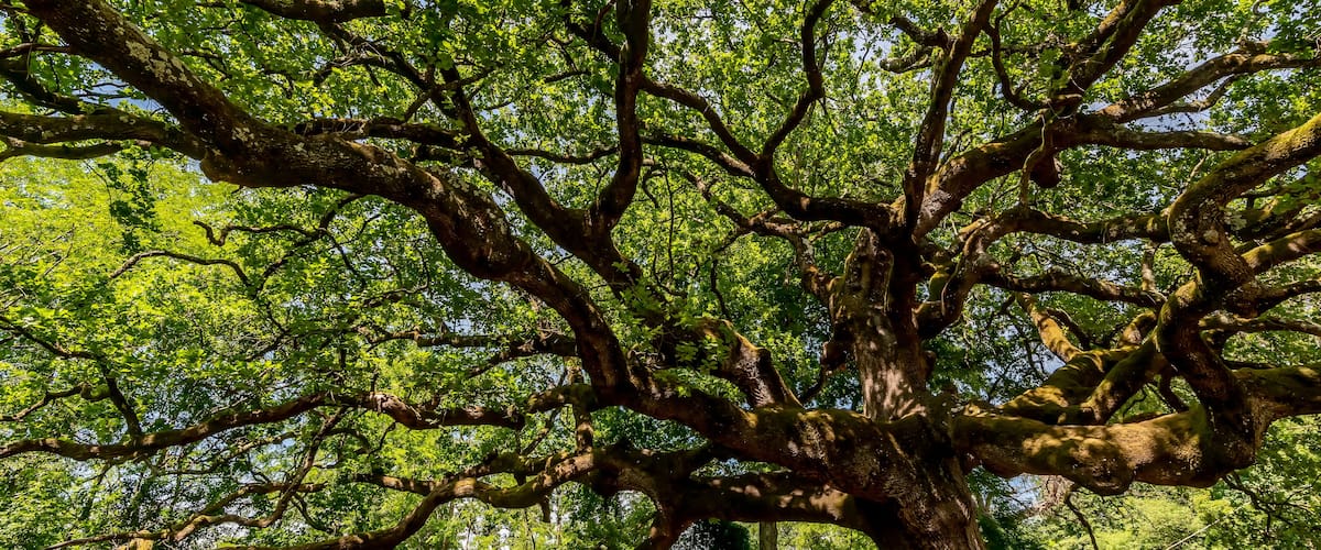 Beautiful view of the famous secular tree called Quercia delle Streghe, oak of the witches, in the province of Lucca, Italy