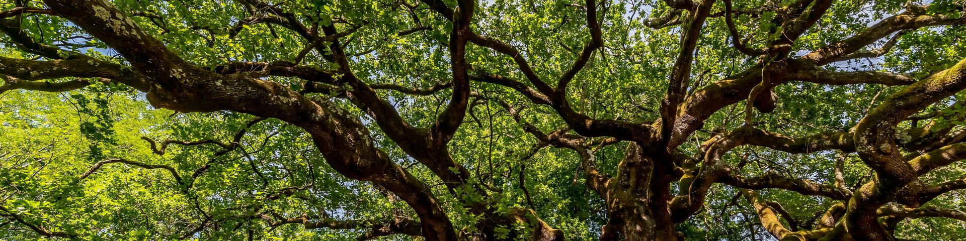 Beautiful view of the famous secular tree called Quercia delle Streghe, oak of the witches, in the province of Lucca, Italy