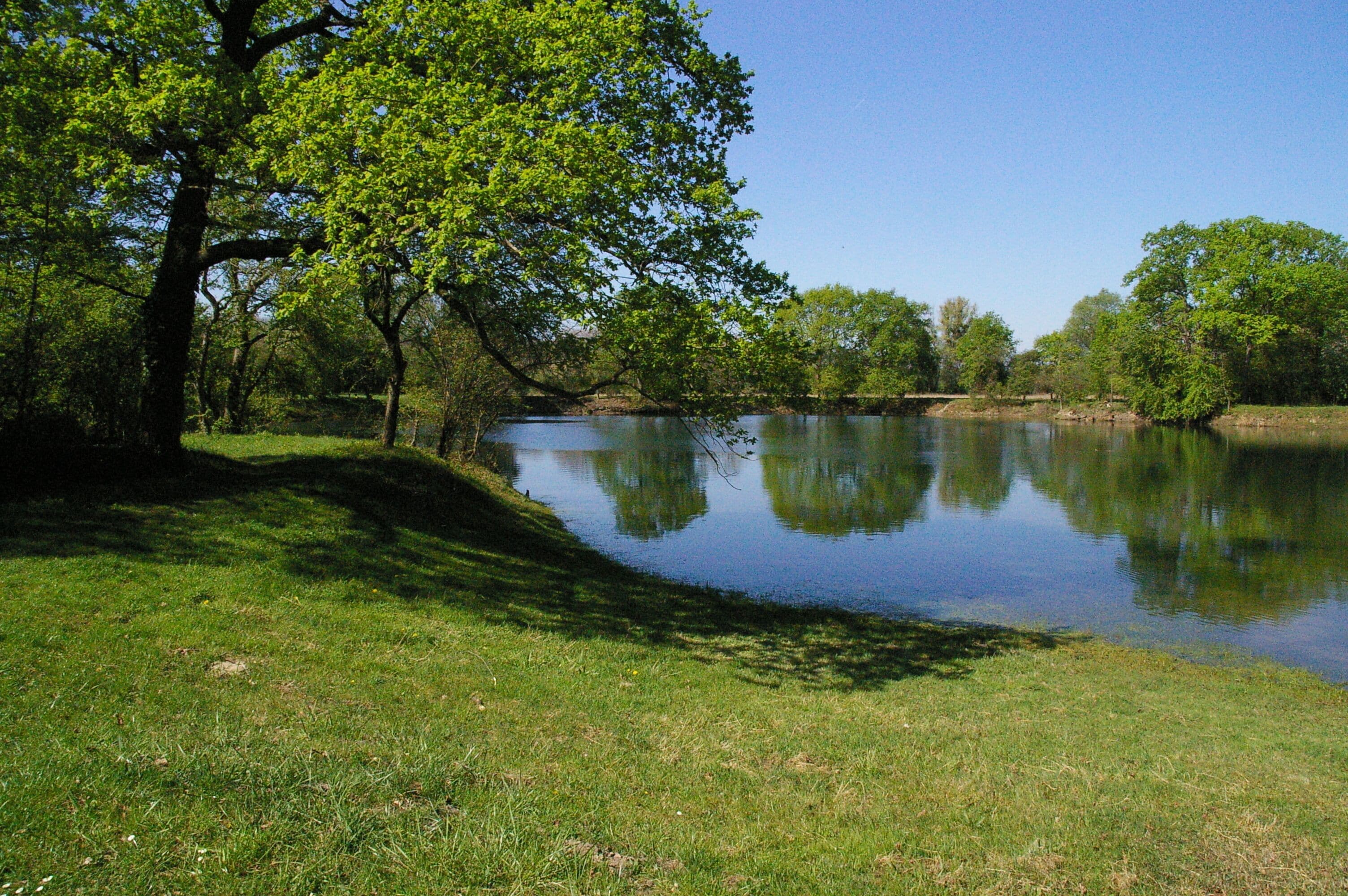 A calm lake surrounded by lush green trees and grass.
