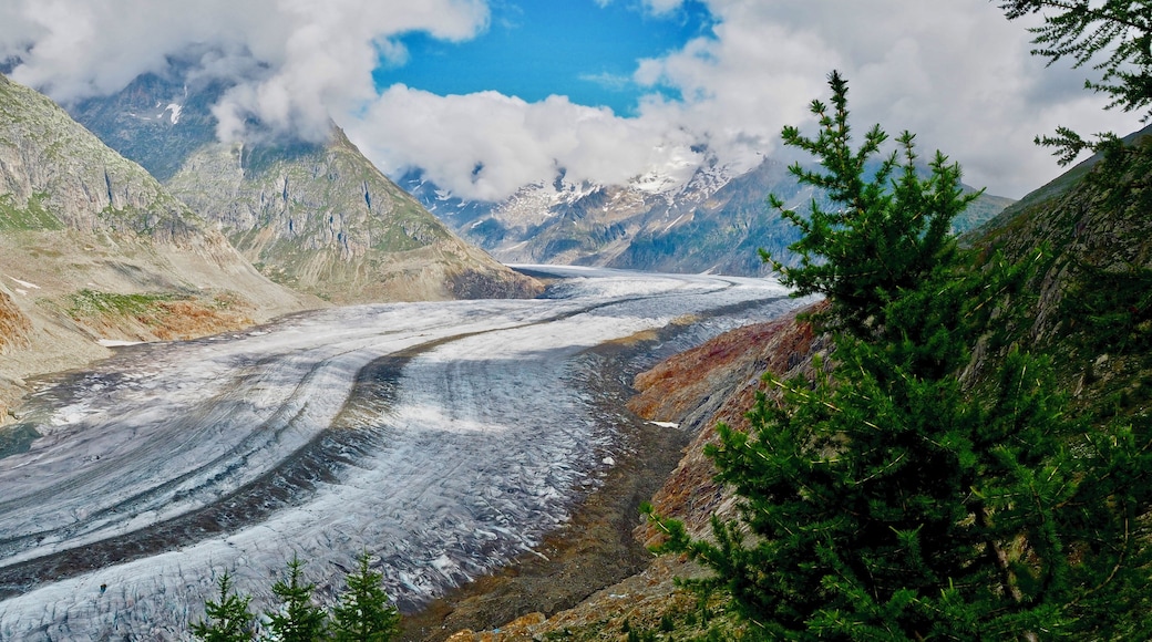 Aletsch Glacier is the largest glacier in the Alps. It has a length of about 23km (14mi).